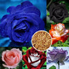 Mixed Color Climbing Rose Seeds, Easy To Grow, Garden And Potted Plants, Unique Flowering Varieties, Easy To Grow, Can Be Planted All Year Round